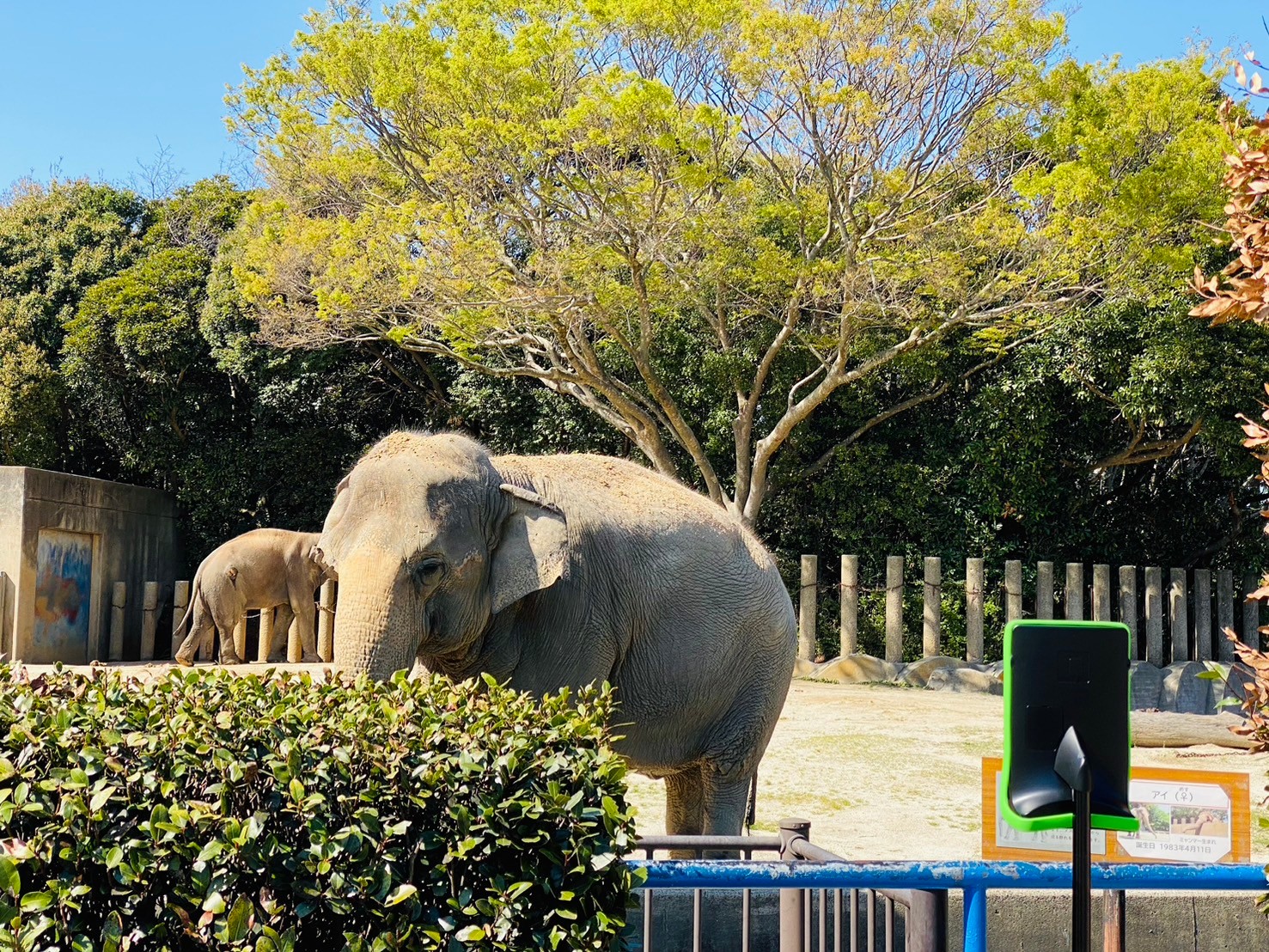 4月10日　千葉大学医学部附属病院小児科　千葉市動物公園のオンライン見学